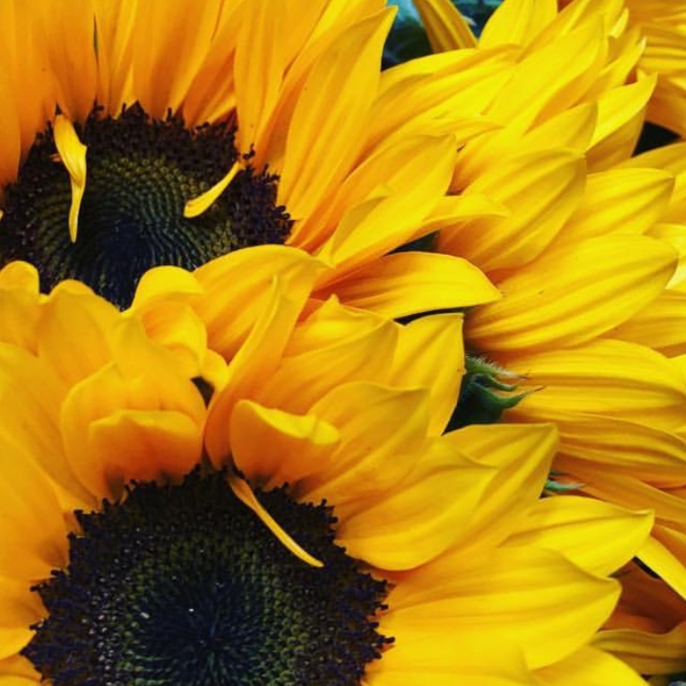 Meet your Posher, Daisy